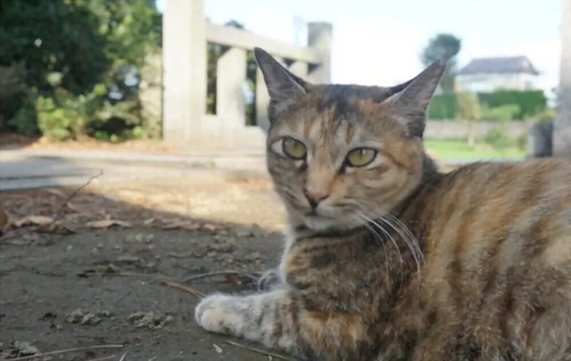 Sử dụng tên con vật để đặt biệt danh hay cho crush/bạn bè